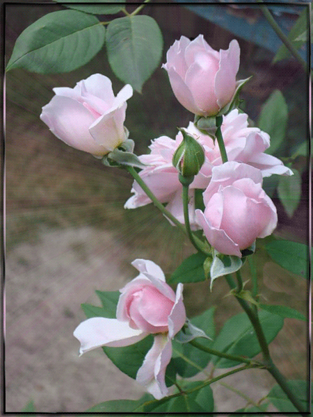 341fac1059a5654ebc9bbb4b503caa44 (450x600, 474Kb)
