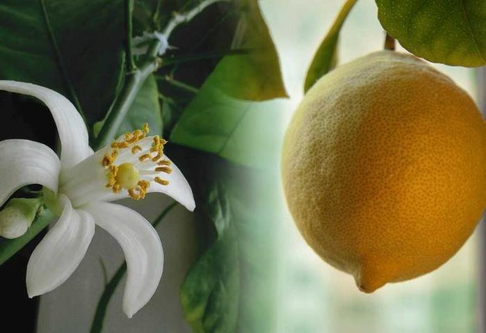 5774028_limon4 (700x479, 35Kb)