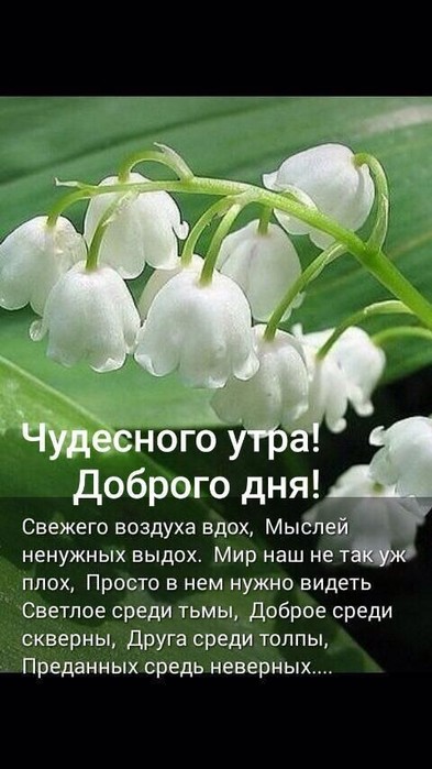 IMG_20220526_053245 (393x700, 70Kb)