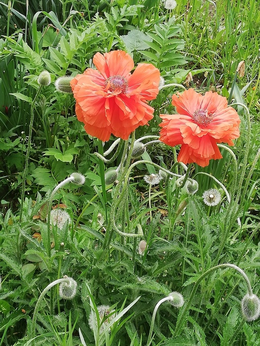 IMG_20190512_075627 (525x700, 263Kb)