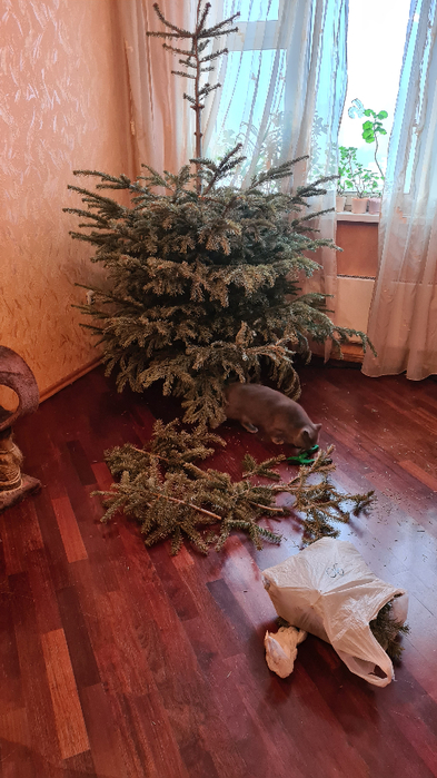 20220122_105417 (393x700, 369Kb)