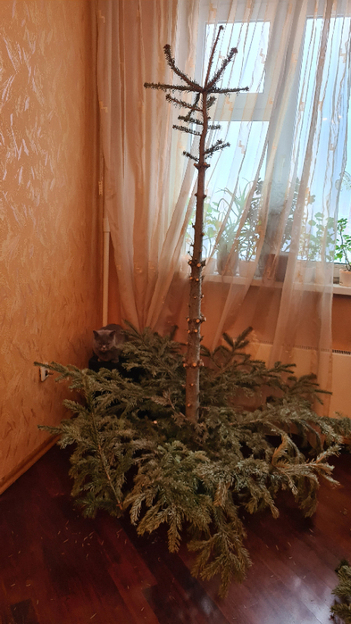 20220122_113638 (393x700, 350Kb)