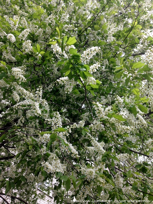 IMG_3744 (525x700, 518Kb)