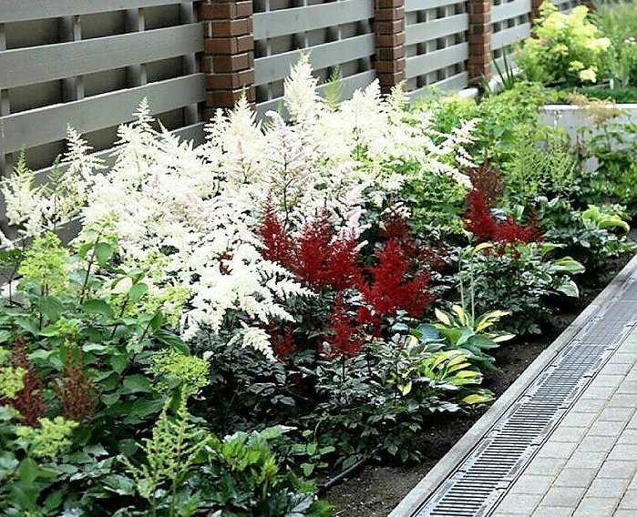 Astilbe Spirea Red (700x568, 162Kb)