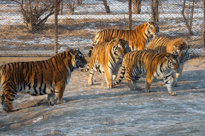 3109898_zoo_harbin (700x466, 148Kb)