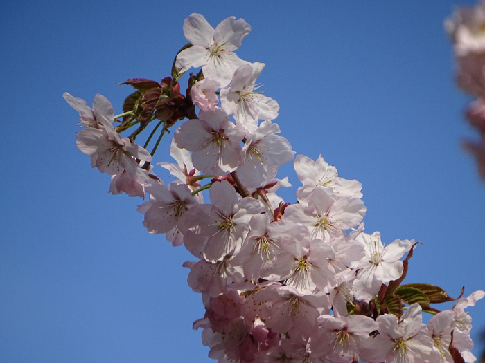 DSC00045 (700x525, 339Kb)