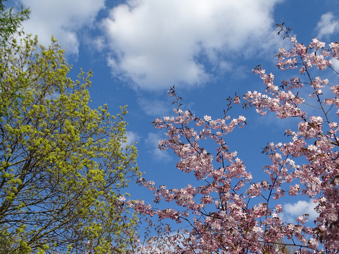 DSC00052 (700x525, 600Kb)