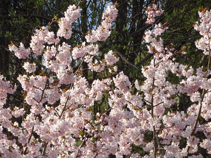 DSC00093 (700x525, 613Kb)