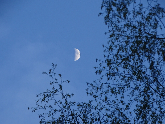 DSC00123 (700x525, 401Kb)