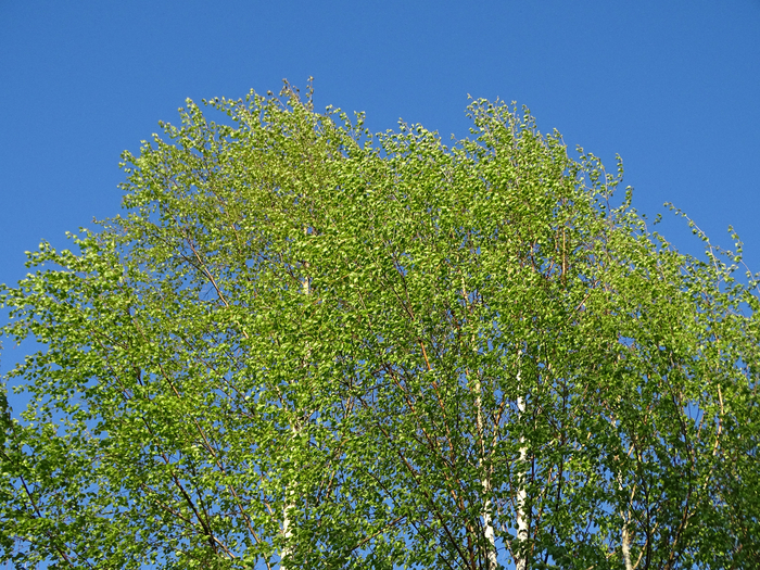 DSC00254 (700x525, 676Kb)