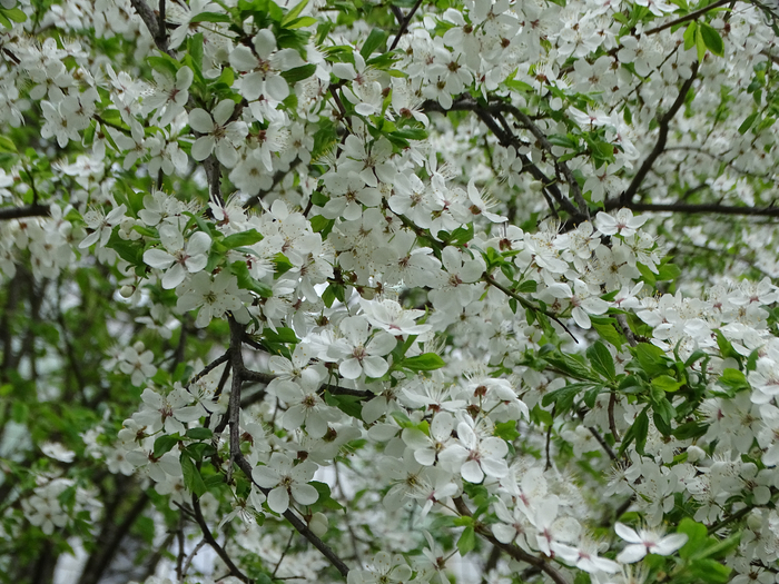 DSC00013 (700x525, 530Kb)