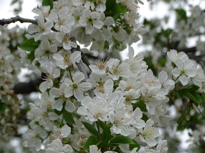 DSC00029 (700x525, 401Kb)