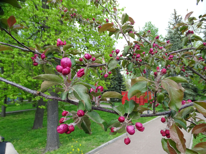 DSC00046 (700x525, 550Kb)