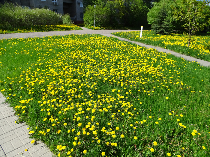 DSC00104 (700x525, 728Kb)