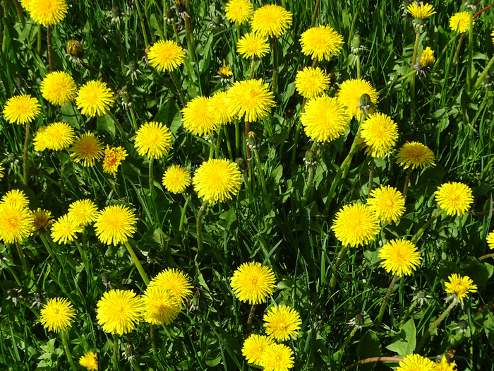 DSC00106 (700x525, 701Kb)