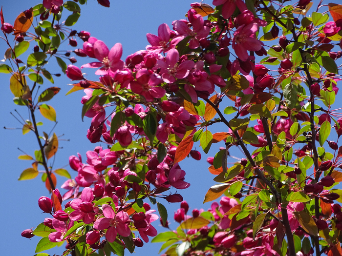 DSC00021 (700x525, 613Kb)