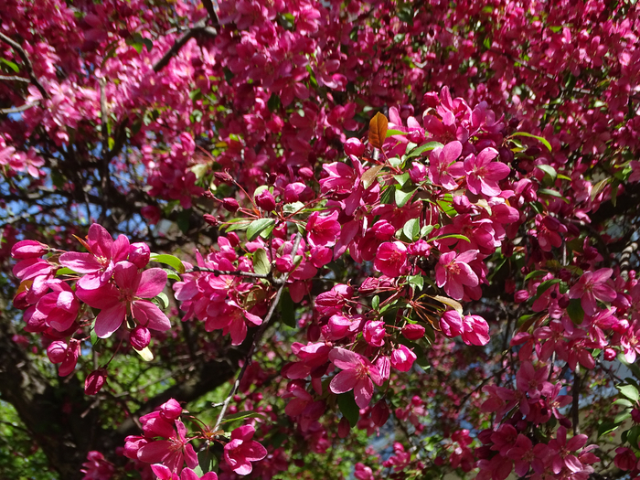 DSC00032 (700x525, 629Kb)