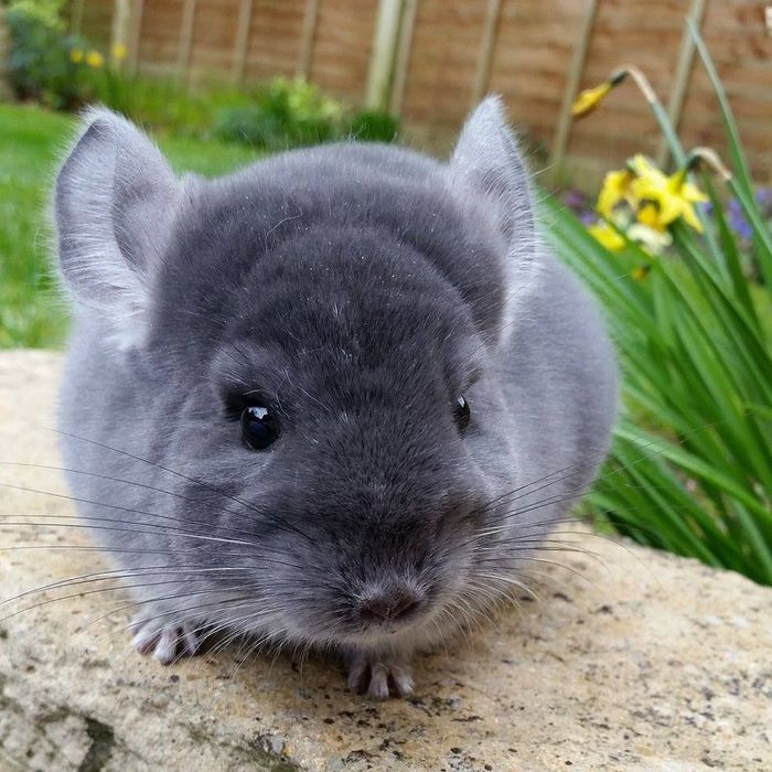 beautiful-ultra-violet-male-chinchilla-56f9a22ced974 (700x700, 92Kb)