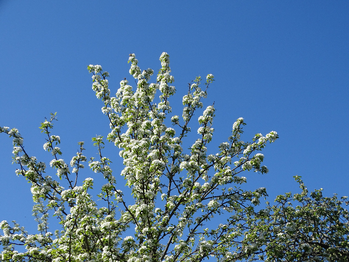 DSC00167 (700x525, 523Kb)