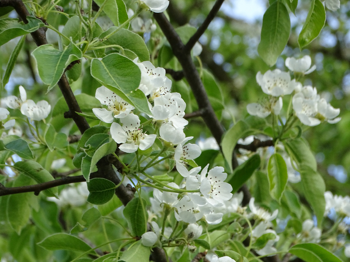 DSC00225 (700x525, 427Kb)