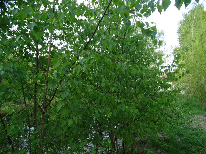DSC00229 (700x525, 588Kb)