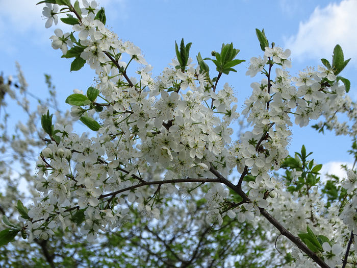 DSC00246 (700x525, 527Kb)