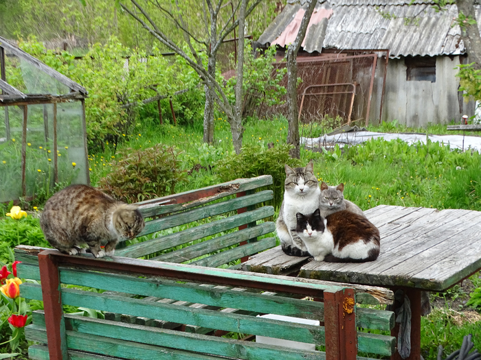 DSC00268 (700x525, 551Kb)