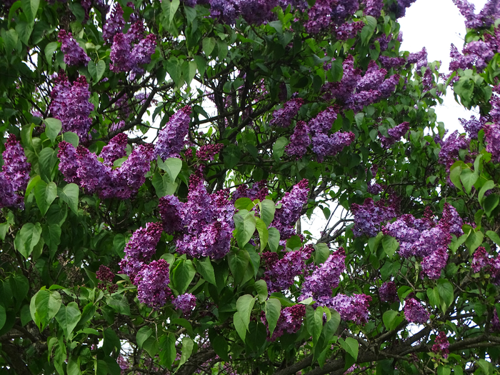 DSC00448 (700x525, 629Kb)