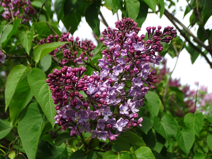 DSC00455 (700x525, 489Kb)