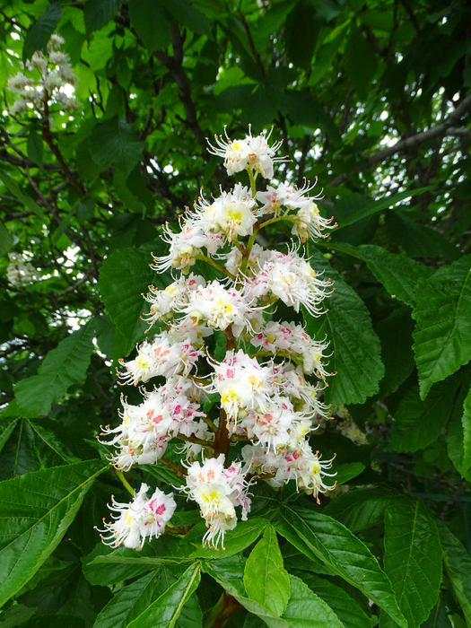 DSC00473 (525x700, 545Kb)