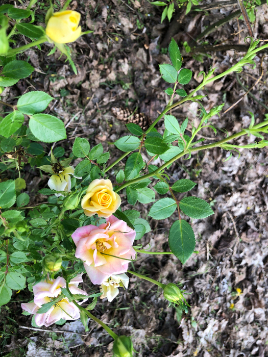 IMG_0921 (525x700, 591Kb)