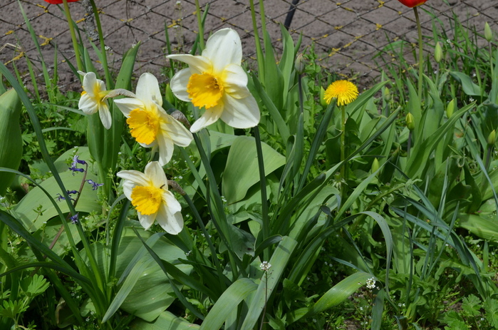 DSC_1579 (700x463, 224Kb)