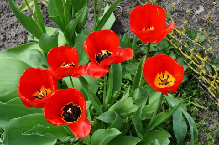 DSC_1590-0 (700x463, 451Kb)