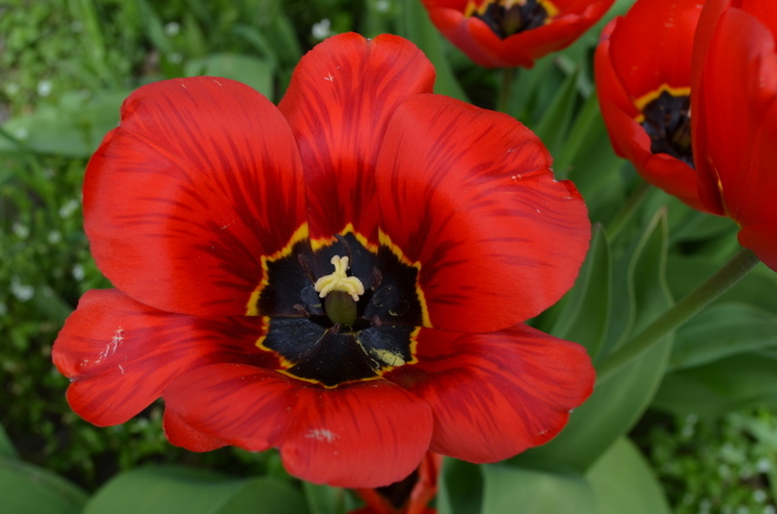 DSC_1587 (700x463, 127Kb)