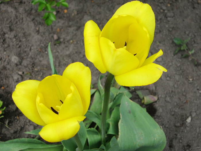 IMG_8397-0 (700x525, 393Kb)