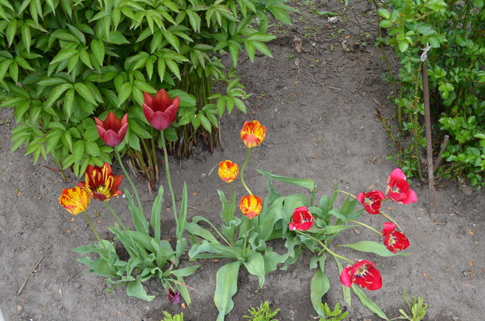 DSC_1670 (700x463, 186Kb)
