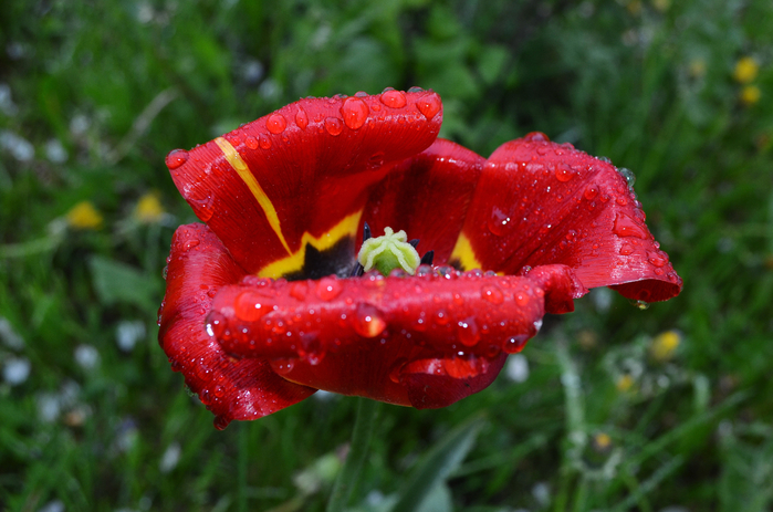 DSC_1650-0 (700x463, 383Kb)