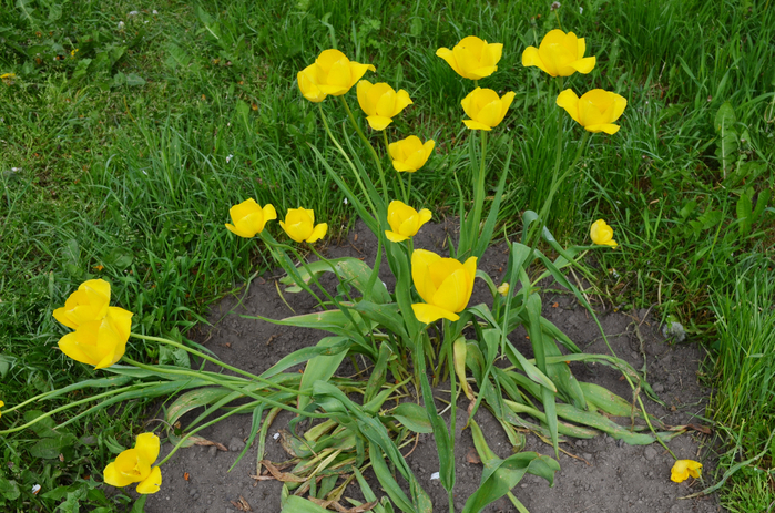 DSC_1665-0 (700x463, 552Kb)