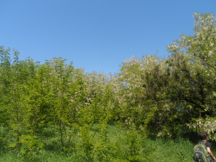 SAM_4236 (700x525, 443Kb)