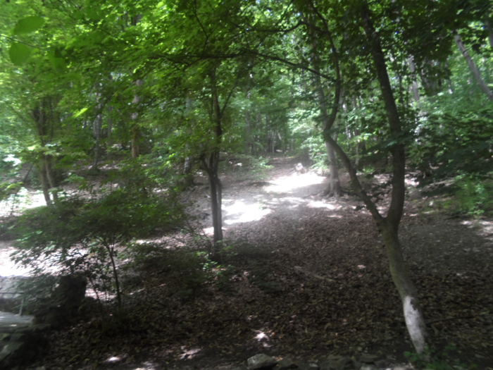 SAM_4319 (700x525, 441Kb)