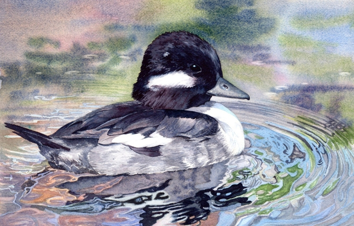 Bufflehead-Duck-Reflections-watercolor-Lorraine-Watry (700x446, 405Kb)