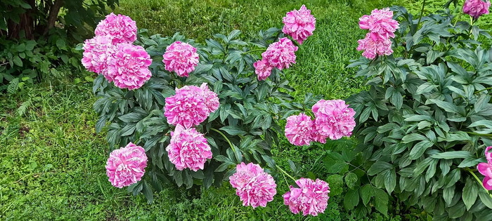 5377073_IMG20220627WA0006 (700x315, 157Kb)