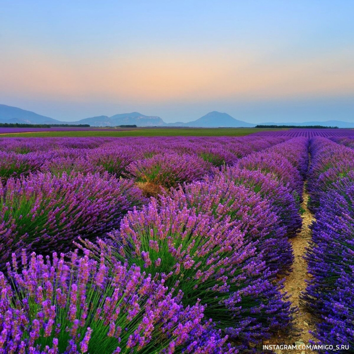 1618295372_13-p-lavanda-v-krimu-tsveti-krasivo-foto-13 (700x700, 604Kb)