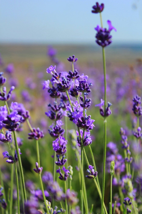 1618295425_34-p-lavanda-v-krimu-tsveti-krasivo-foto-36 (466x700, 323Kb)