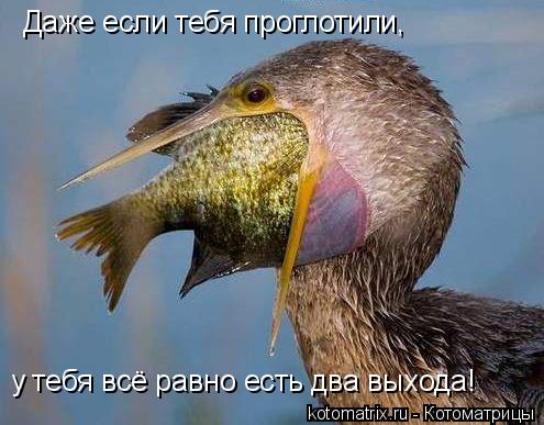 4743317_dz (495x387, 41Kb)