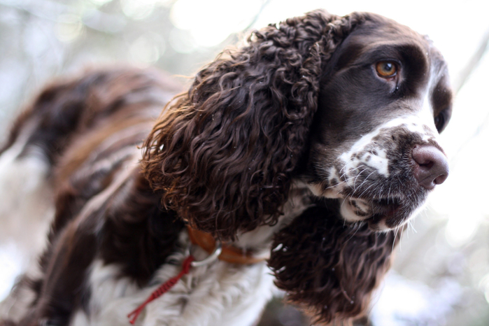 Spaniel-1-scaled (700x466, 315Kb)