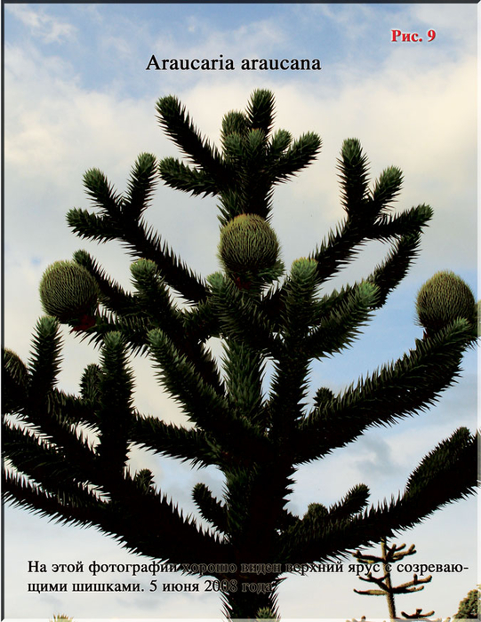 Puc.9 (541x700, 430Kb)