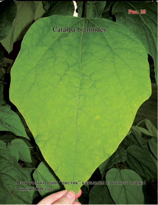 Puc.25 (541x700, 415Kb)