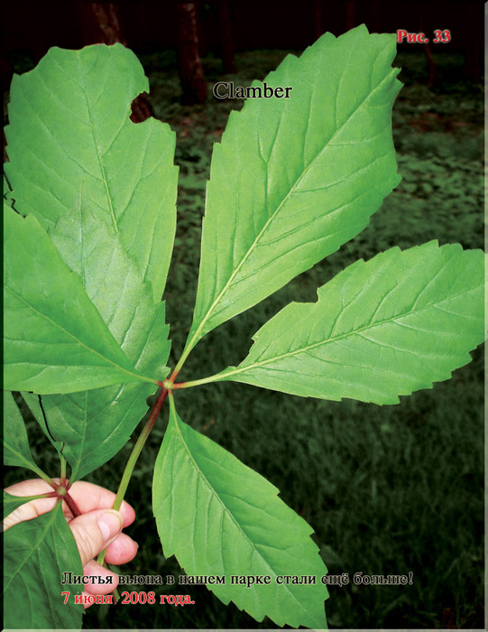 Puc.33 (541x700, 433Kb)