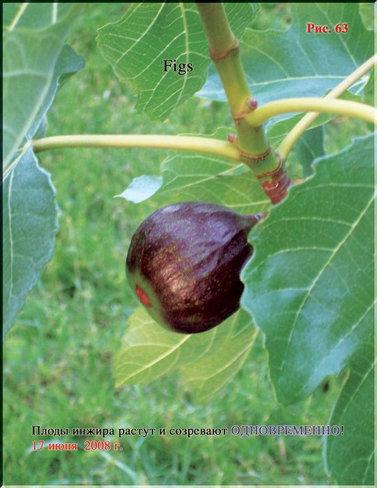 Puc.63 (541x700, 463Kb)